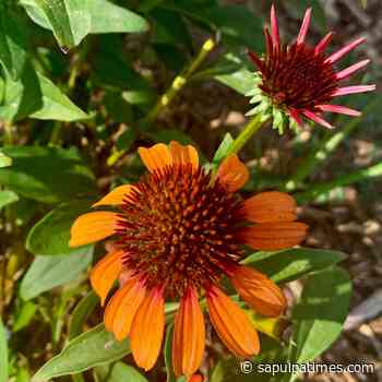 Creek County Master Gardener: Seed Propagation Methods - Sapulpa Times