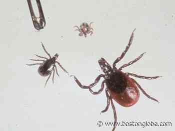 Ask the Gardener: Ways to win the battle against disease-carrying deer ticks - The Boston Globe