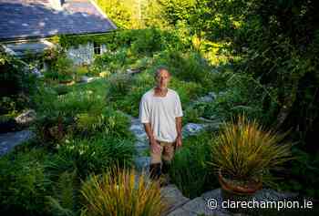 Clare gardener 'sow' happy to reap rewards of work - Clare Champion