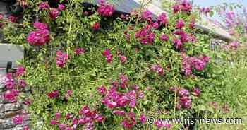 Casual Gardener: 'Roseglass' masterclass - The Irish News - The Irish News