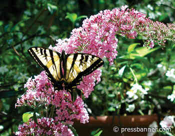 The dog days of summer are here - San Lorenzo Valley Press-Banner