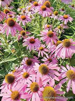 Master Gardener hosting a Grow Native seminar in London - Ohionewstime.com