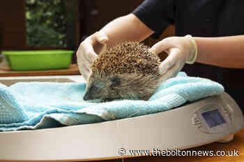 RSPCA issue hedgehog advice to Bolton residents