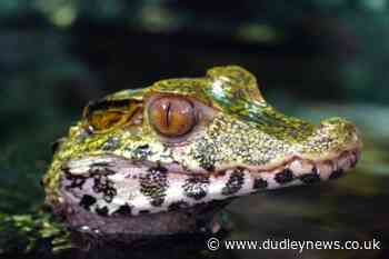 Mystery solved after rare sighting of 'dead crocodile' in the UK - Dudley News