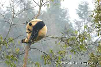 French zoo celebrates birth of twin giant panda cubs - Dudley News