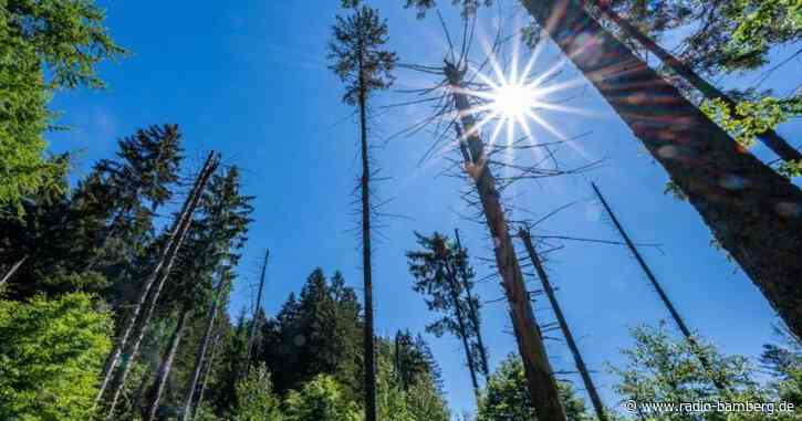 BN will das «Grüne Band» stärken und kauft Fläche im Wald