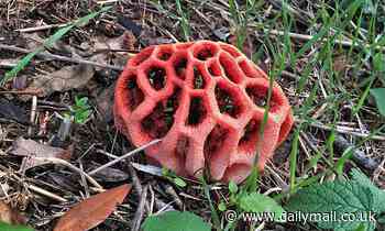 Rare fungus that smells like rotting FLESH pops up in a Berkshire garden