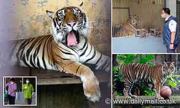 2 rare Sumatran tigers in Indonesia are recovering from COVID-19