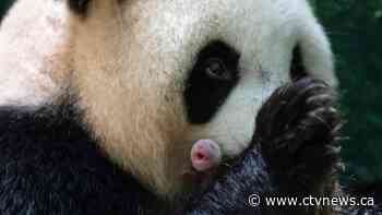 Giant panda in French zoo gives birth to female twins