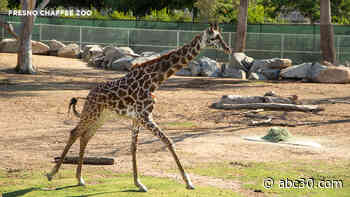 Fresno Chaffee Zoo welcomes new 3-year-old giraffe to African Adventure exhibit