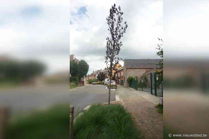 Vandalen vergiftigen sierboom Hogerlucht