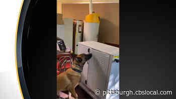 Ross Township Police Department Welcomes Newest Recruit, K-9 Tyr
