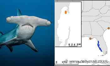 Baby hammerhead shark found off Florida coast could be part of first nursery found in Atlantic 