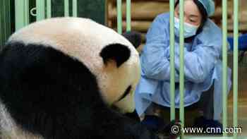 'Absolutely crazy': Zoo celebrates birth of 2 giant panda cubs