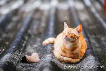 Brusselse brandweer redt man die kat probeerde te redden
