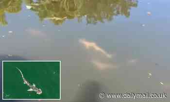 Hundreds of sharks take refuge in western Florida canal after fleeing toxic red tide