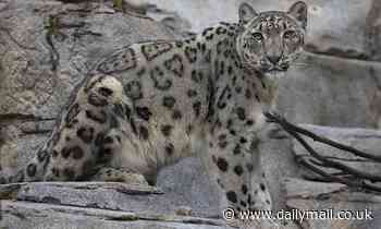 Endangered snow leopards that caught COVID-19 at San Diego zoo showing signs of improvement 