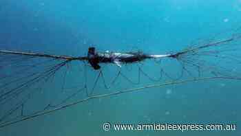 NSW shark nets kill a turtle every 20 days - Armidale Express