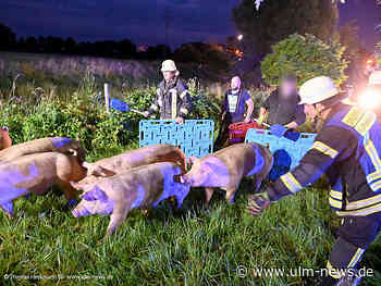 Transporter mit über 70 Schweinen umgekippt