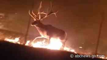 WATCH:  Elk reach safety after fleeing flames in Montana