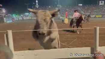 WATCH:  Bull jumps into crowd at Idaho rodeo
