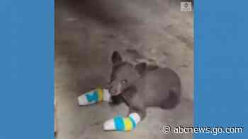 WATCH:  Bear cub saved after suffering burns in wildfire