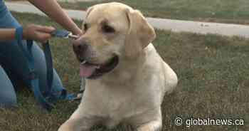 Edmonton dog rushed to emergency vet after consuming THC