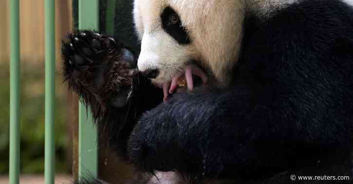 Two baby pandas born at France's Beauval zoo - Reuters