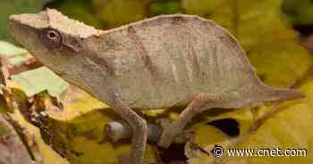 Rare chameleon feared extinct found clinging to life in shrinking forest     - CNET