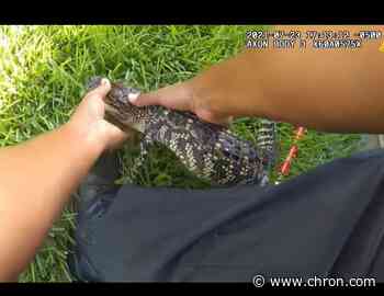 Houston-area police department arrest baby alligator for 'swimming naked' in pool