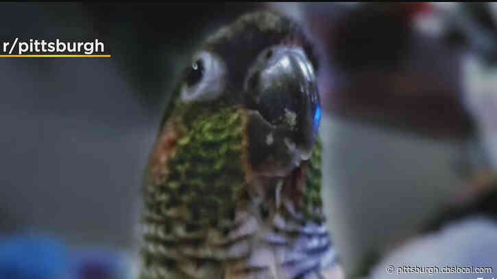 Reddit Post Leads To Good Samaritan Helping Mt. Washington Resident Locate Lost Parrot