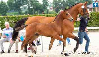 Oldenburger Fohlenschau: Besonderer Nachwuchs in Garrel - Nordwest-Zeitung