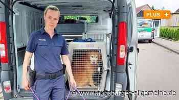 Züchterin aus Bibertal hat beschlagnahmte Hunde zurückbekommen - Augsburger Allgemeine
