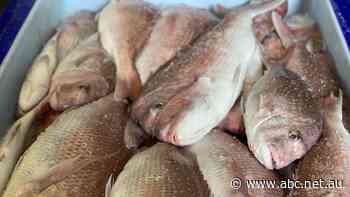 Fresh fish off the menu in WA's wild south coast winter