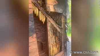 Nearly half a million honeybees have been occupying the walls of this home for 35 years
