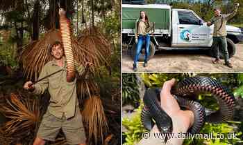 Noosa snake Catcher captures a huge 5.5ft red bellied black snake on Queensland woman's roof