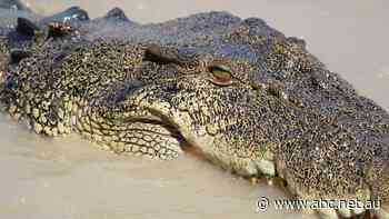 Severed cable on croc farm triggers prolonged Telstra outage