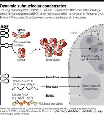 Control of condensates dictates nucleolar architecture - Science Magazine