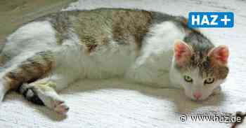 Hemmingen: Tierschutzverein Hände für Pfoten sucht Zuhause für Kater Barney - Hannoversche Allgemeine