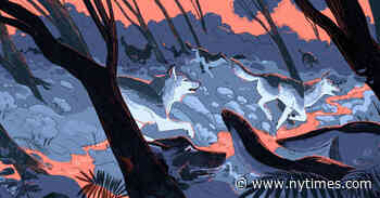 Human and Animal Predators Together in the Scottish Highlands