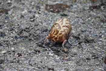 Esther van der Wal brengt witte mol op het droge tijdens wateroverlast in De Westereen: 'Echt een bijzonder beestje' - Nieuwe Dockumer Courant