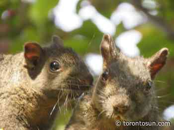 Vaughan couple fined $615 for feeding squirrels in their backyard - Toronto Sun