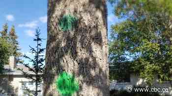 Green dots on trees in Thunder Bay part of battle against Emerald Ash Borer