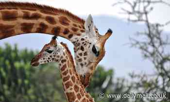 Giraffes stop reproducing early to care for grandchildren, study finds