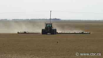 Alberta farmers compelled to harvest crops early amid heat wave