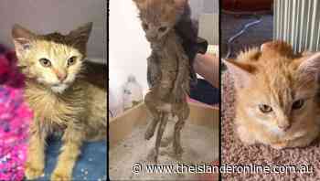 Jasper counts nine lives after remarkable asphalt rescue - The Islander