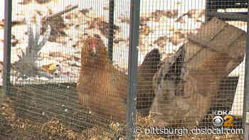McCandless Leaders Approve Measure To Let Some Homeowners Raise Chickens