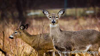 Wild deer have coronavirus antibodies - Science Magazine