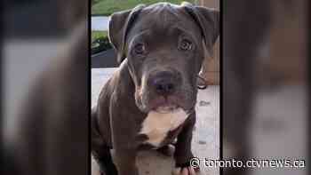 Suspects sought after puppy stolen during home invasion robbery in Brampton