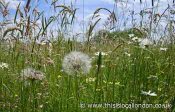 Epping Forest: Wildflower meadow for mortuary site